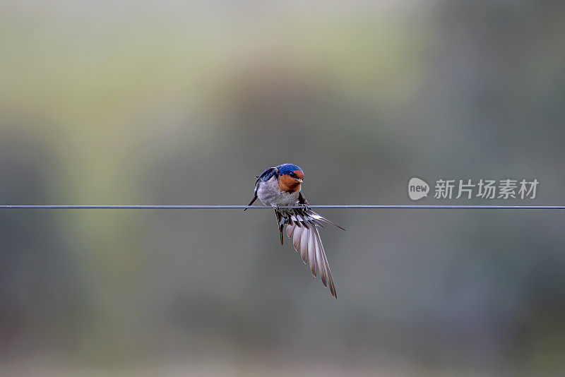 欢迎吞咽(Hirundo neoxena)